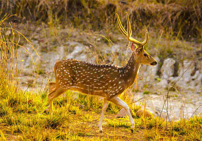 jim corbett with nainital toor
